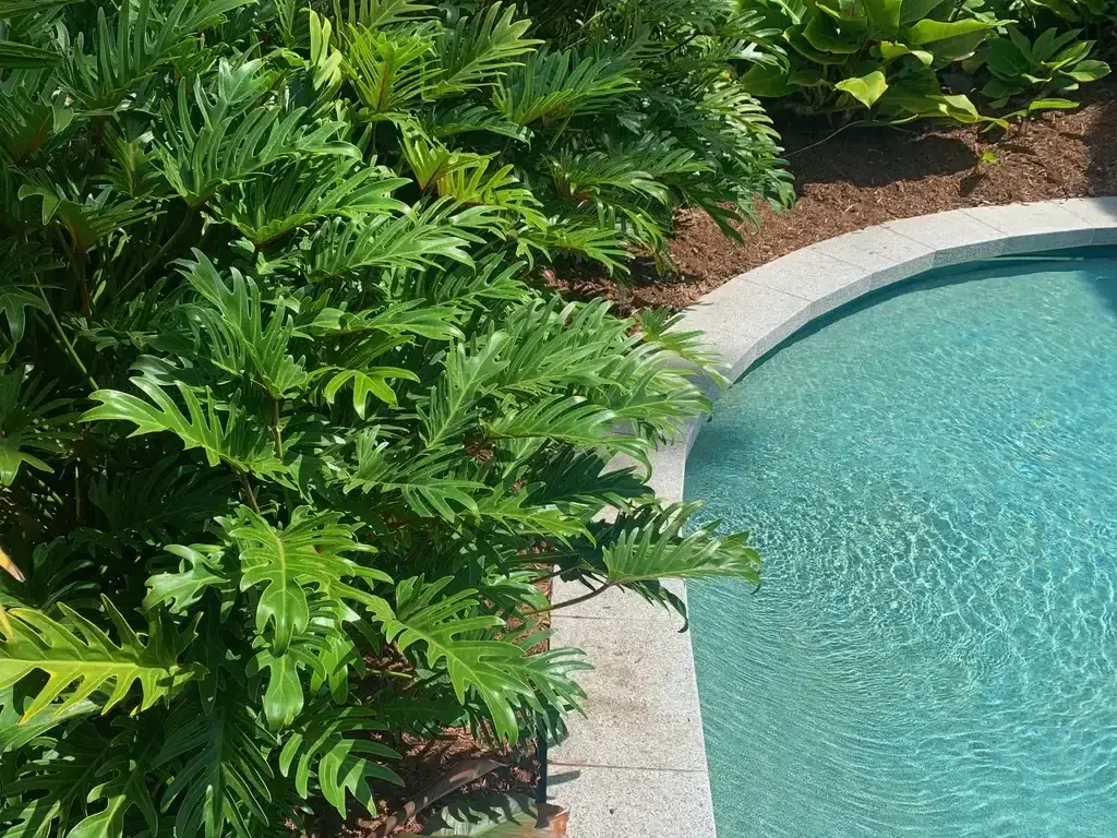 poolside native plants