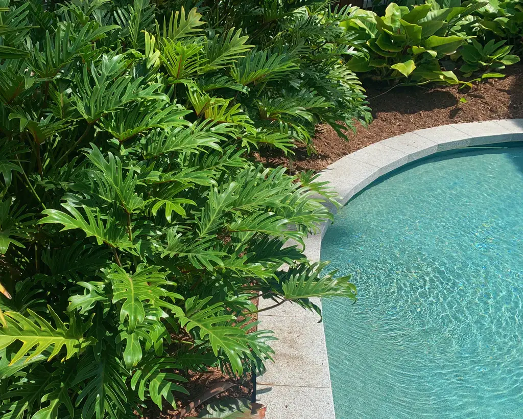 poolside native plants