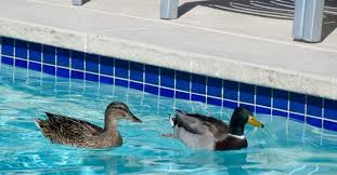pool care - FloridaDetail.Com local Wildlife Affects Pools