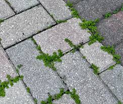 plants in pool deck cracks